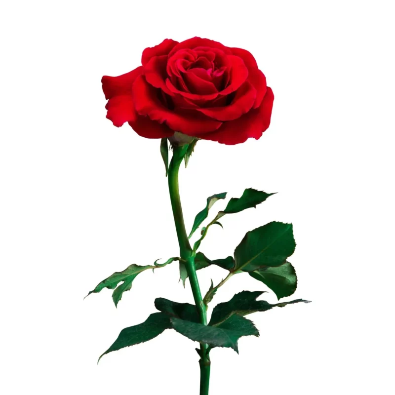Rose - Image 3